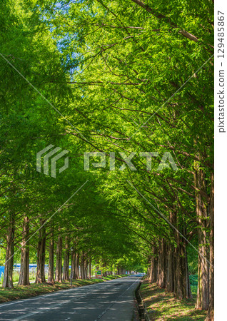 滋賀縣高島市牧野町著名的水杉林蔭道 129485867