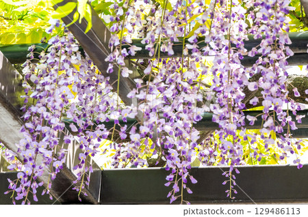 被紫藤的香味所吸引 129486113