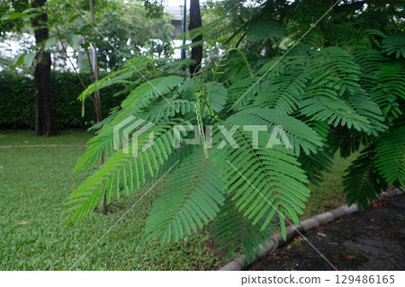 Green branch of leaves of Caesalpinia pulcherrima. Green branch of leaves of Caesalpinia pulcherrima. 129486165
