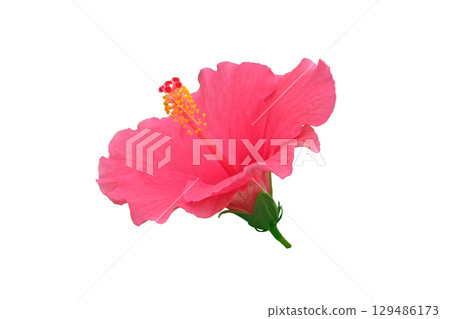 Pink Hibiscus flowers Pink Hibiscus flowers 129486173
