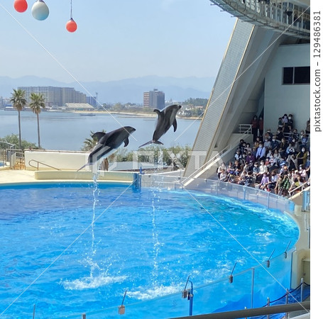 Dolphins jumping in a line 129486381