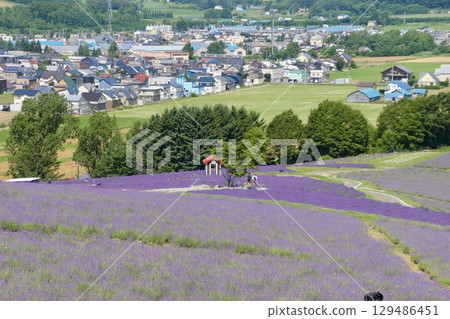 Hinode Park Lavender Garden (Biei Town, Kamikawa District, Hokkaido) 129486451