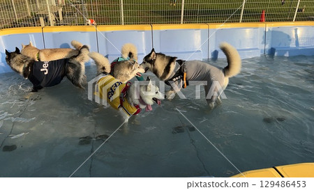 Siberian Husky Summer Siberian Husky and the Pool 129486453