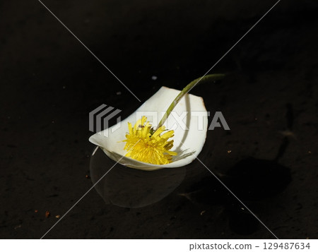 胡諾花船 胡諾花船 129487634