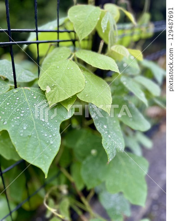 藤蔓纏繞著籬笆 藤蔓纏繞著籬笆 129487691
