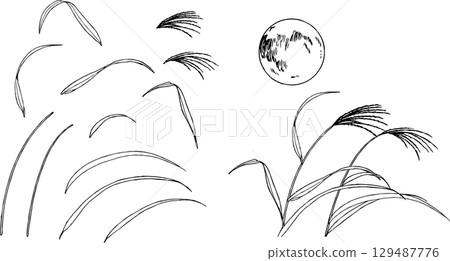 Illustration of pampas grass and the moon drawn with a pen Illustration of pampas grass and the moon drawn with a pen 129487776