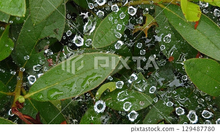 被雨水浸濕的蜘蛛網 129487780