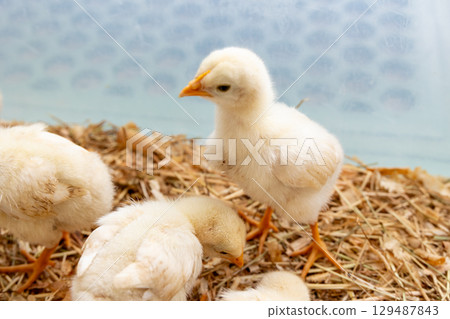 Lots of chicks 129487843