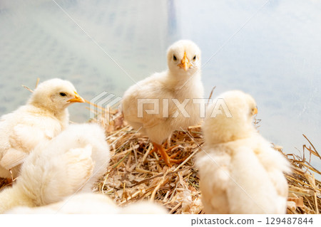 Chicks pecking at food in a group Chicks pecking at food in a group 129487844