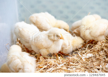 Lots of chicks Lots of chicks 129487845