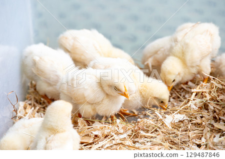 Lots of chicks Lots of chicks 129487846