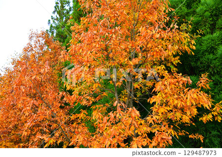 Autumn foliage scenery on the plateau, Toma Plateau, Niigata Prefecture Autumn foliage scenery on the plateau, Toma Plateau, Niigata Prefecture 129487973