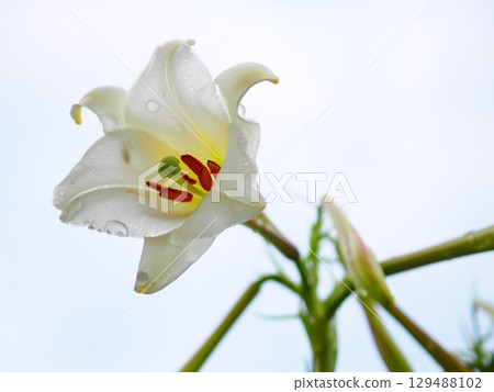 Takasago lilies after the rain (afp20250812064856) Takasago lilies after the rain (afp20250812064856) 129488102