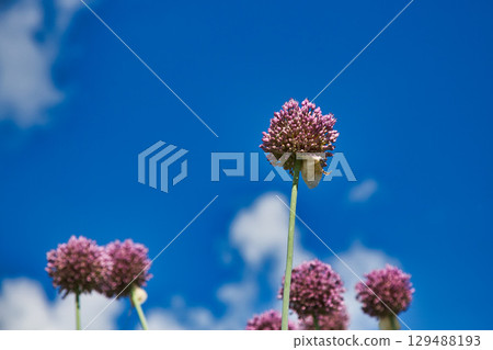 初夏的花 129488193