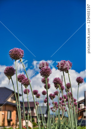 初夏的花 129488197