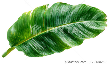 Large green tropical leaf with vibrant texture and natural sheen. isolated on transparent background cutout Large green tropical leaf with vibrant texture and natural sheen. isolated on transparent background cutout 129488230