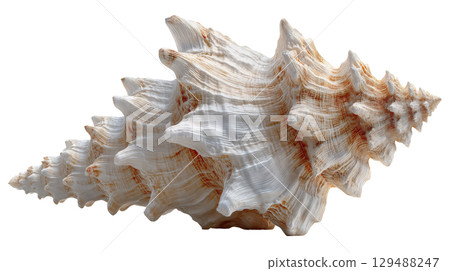 Detailed seashell with intricate patterns and textures on display. isolated on transparent background cutout Detailed seashell with intricate patterns and textures on display. isolated on transparent background cutout 129488247