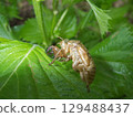 Cicada shells on shiso leaves in the garden 129488437