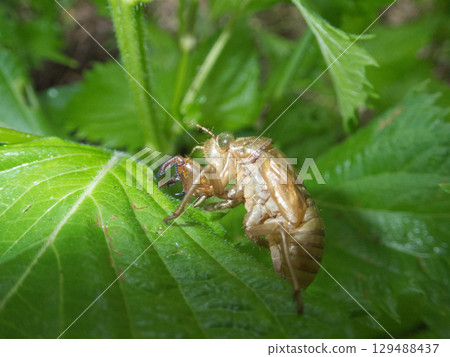 花園裡紫蘇葉上的蟬殼 花園裡紫蘇葉上的蟬殼 129488437