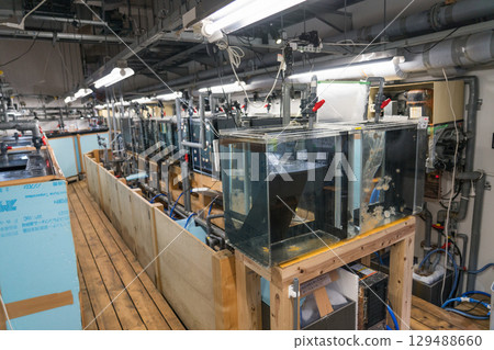 加茂水族館後台之旅 129488660