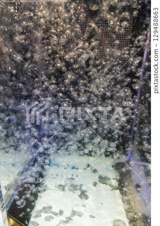 Kamo Aquarium Backstage Tour 129488663