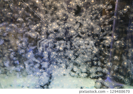 Kamo Aquarium Backstage Tour 129488670