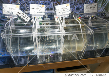 Kamo Aquarium Backstage Tour 129488684