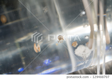 Kamo Aquarium Backstage Tour Kamo Aquarium Backstage Tour 129488707