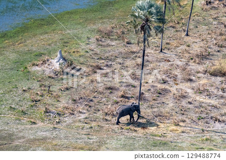 Aerial shot of an Elephant rubbing its head against a palm tree Aerial shot of an Elephant rubbing its head against a palm tree 129488774