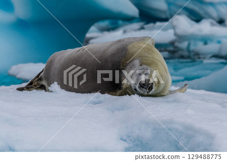 Crabeater Seal resting on a sheet of ice 129488775