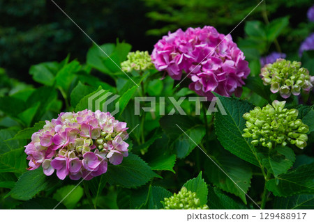 Asuwa Shrine in early summer 129488917