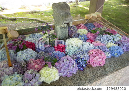 Asuwa Shrine in early summer 129488920