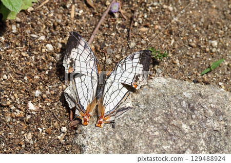 A butterfly 129488924