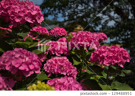 Asuwa Shrine in early summer 129488951