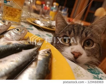 The cat jumped into the kitchen table, intently looks at the crisp fish dish, wanting to steal and eat a fish, a cunning animal The cat jumped into the kitchen table, intently looks at the crisp fish dish, wanting to steal and eat a fish, a cunning animal 129488969
