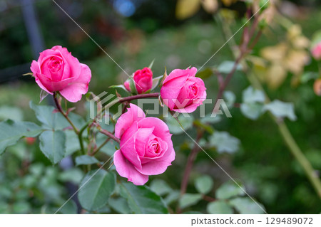 Autumn roses, pink roses Autumn roses, pink roses 129489072