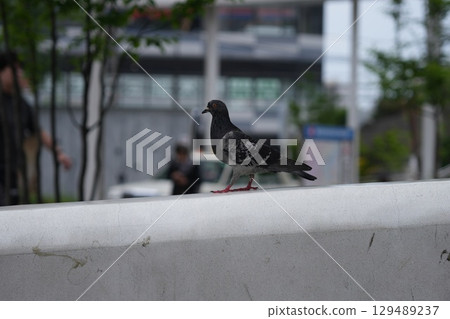 巢鴨站的鴿子 129489237