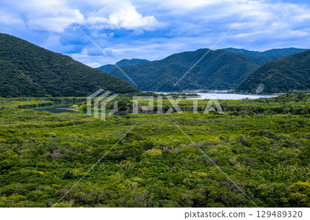 [#Amami Oshima] Primeval mangrove forest 129489320