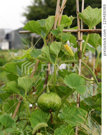 Pumpkins starting to ripen Pumpkins starting to ripen 129489369