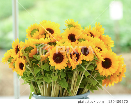 太陽花花束 129489370