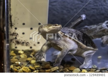 Siebel鎖Nagakubuki龜 129489401