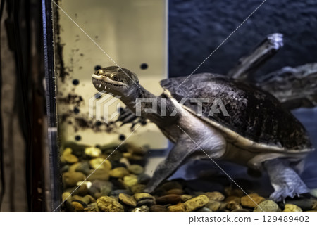 Siebel鎖Nagakubuki龜 129489402