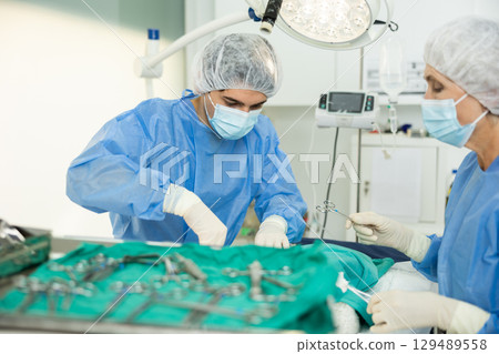 Young veterinarian assisting senior female colleague during surgery at veterinary clinic Young veterinarian assisting senior female colleague during surgery at veterinary clinic 129489558