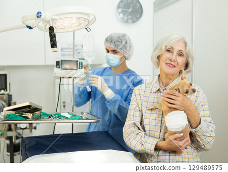 Positive woman standing with chihuahua in examination room of veterinary clinic Positive woman standing with chihuahua in examination room of veterinary clinic 129489575