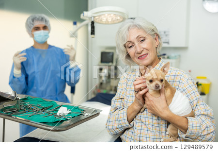 Elderly female owner bringing chihuahua to veterinary clinic for procedure Elderly female owner bringing chihuahua to veterinary clinic for procedure 129489579