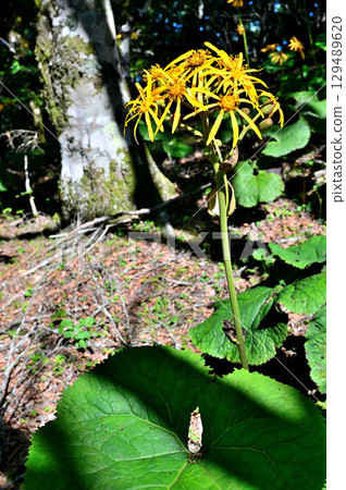 禦坂山的黑嶽、菊科、丸花舞 129489620