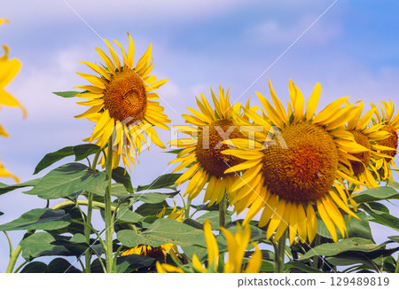 Sunflowers like the sun - 57 129489819
