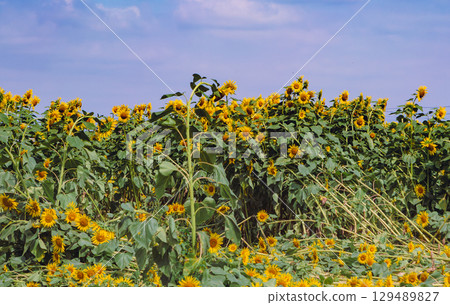Sunflowers like the sun - 65 129489827