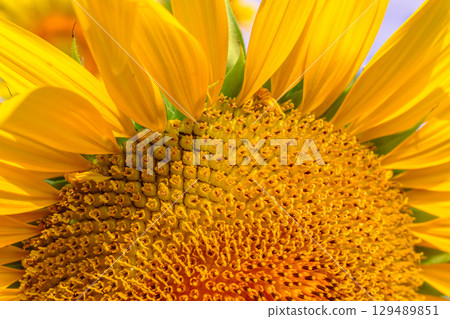 Sunflowers like the sun - 88 Sunflowers like the sun - 88 129489851