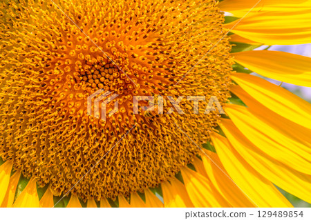 Sunflowers like the sun - 90 Sunflowers like the sun - 90 129489854